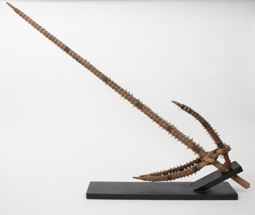 Shark Teeth Edged Sword from the Gilbert Islands Pre-Contact