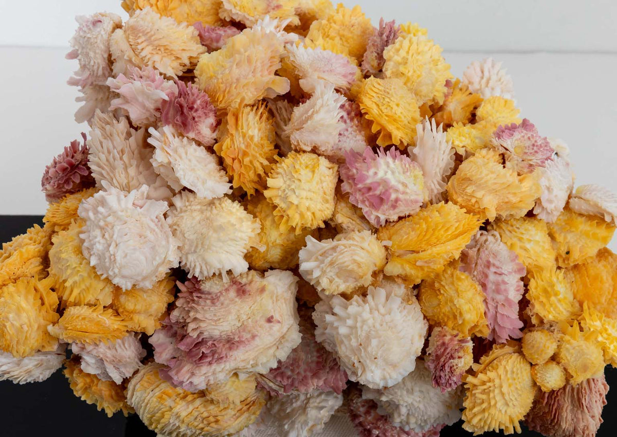 Rare Cluster of Jewel Box Shells – The Antique And Artisan Gallery Online